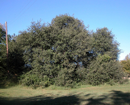 Traders Oak-recent